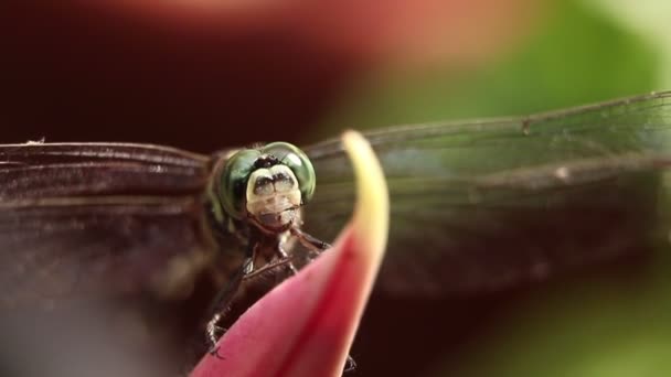 Closeup Macro Shot Dragonfly Moving Its Head Flapping Its Wings — Vídeo de Stock