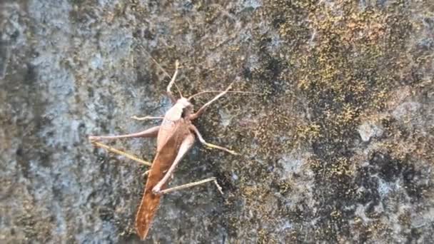 Large Brown Bush Cricket Insect Perched Wall Captured Closeup Panning — Stockvideo