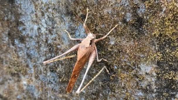 Large Brown Bush Cricket Insect Perched Wall Captured Closeup Panning — Vídeo de Stock