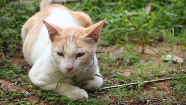 Cat Yawning Relaxing While Laying Grass Patches — Stock Video