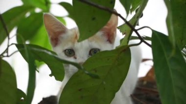 Uykulu bir kedi yavrusu bahçede yaprakların arkasına saklanırken esniyor.