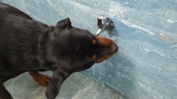 Cão Rottweiler Bebendo Água Uma Torneira Pulverização Chuveiro Banheiro — Vídeo de Stock
