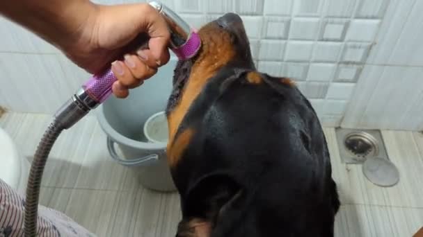 Ένα Σκυλί Rottweiler Πόσιμο Νερό Από Μια Βρύση Ψεκασμού Ντους — Αρχείο Βίντεο