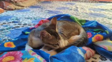 Sevimli bir kedi yavrusu yatağa kıvrılıp uyumaya çalışıyor.