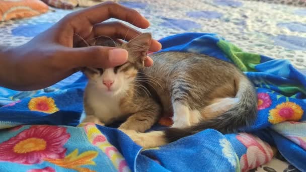 Adorabile Gatto Gattino Godendo Testa Strofina Mentre Sdraiato Rannicchiato Sul — Video Stock