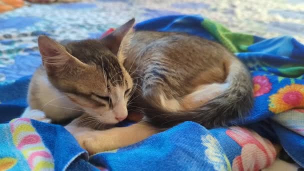 一只可爱的宠物猫蜷缩在床上睡了个午觉 — 图库视频影像