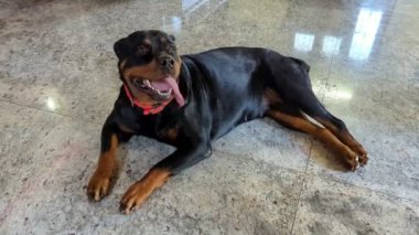 Evcil bir Rottweiler köpeği yerde uzanıyor ve dili dışarıda nefes alıp verirken rahatlıyor.