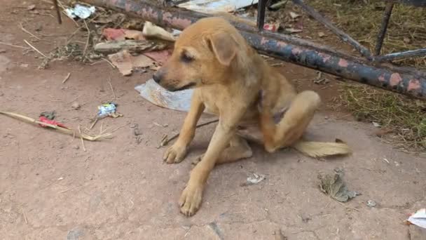 Schattig Bruin Dakloze Verdwaalde Puppies Opknoping Rond Smerige Omgeving Van — Stockvideo