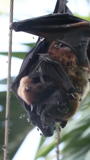 Gran Bebé Murciélago Zorro Volador Abrazando Madre Muerta Cubierta Moscas — Vídeos de Stock