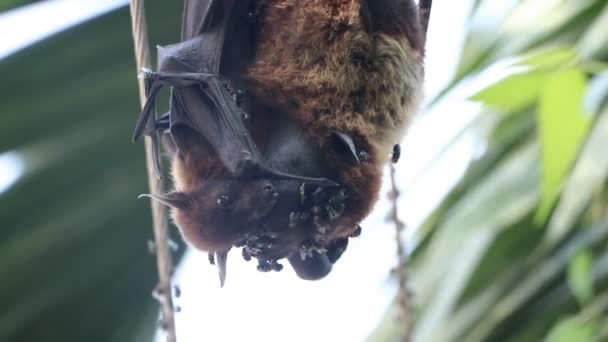 Gran Bebé Murciélago Zorro Volador Abrazando Madre Muerta Cubierta Moscas — Vídeos de Stock