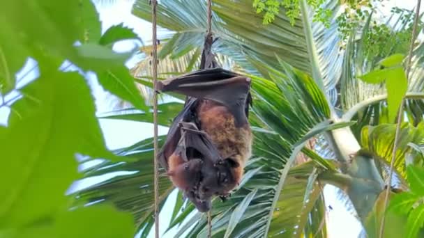 Grande Bebê Morcego Raposa Voadora Abraçando Sua Mãe Morta Coberta — Vídeo de Stock
