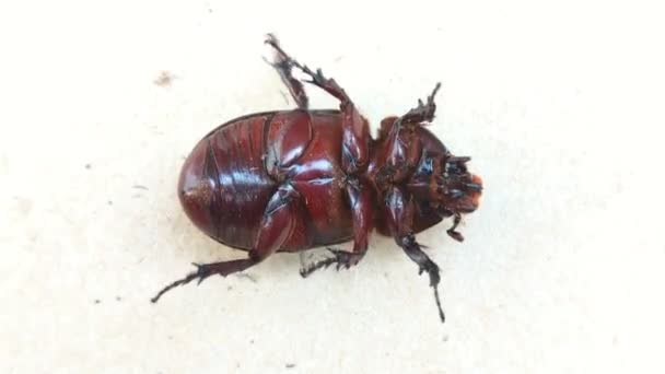 Primer Plano Escarabajo Buey Vivo Volcado Exponiendo Estómago Exoesqueleto Luchando — Vídeos de Stock