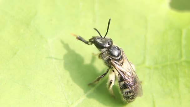 Μια Κοντινή Μακροσκοπική Λήψη Ενός Μικροσκοπικού Μαύρου Εντόμου Μέλισσας Νάνου — Αρχείο Βίντεο
