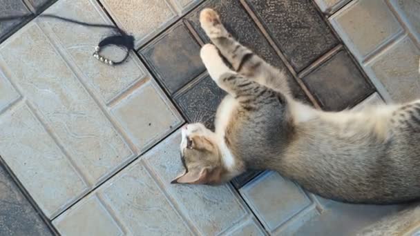 Pet Tabby Cat Grabbing Playing Yarn Thread Toy Having Fun — Stock Video
