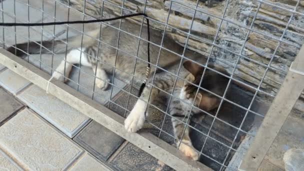 Evcil Bir Tekir Kedi Kafesin Içinde Izgaralı Oyuncak Oynarken Tüyleriyle — Stok video