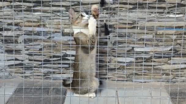 ペットのタビー猫は羽のティーザーがグリルしたスチール製の檻の中でおもちゃを遊んでいて — ストック動画