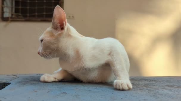 Крупный План Застенчивого Белого Домашнего Кота Сидящего Необычным Образом Сгибание — стоковое видео