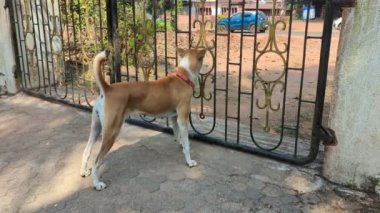 Güneşli bir yaz öğleden sonrasında kapalı kapısının önünde nöbet tutan evcil bir köpek.