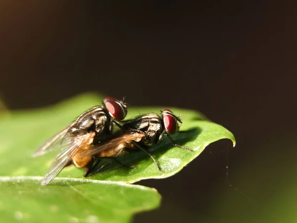 Крупним Планом Макро Знімок Метеликів Виконують Природний Процес Біологічного Розведення — стокове фото