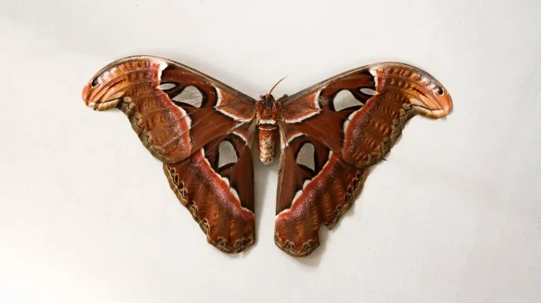 一只成年美丽的地图集蛾昆虫标本的特写镜头 它是最大的蛾 它的翅膀伸展得很宽 显示了蛇的头部图案 同时在白色的地面背景上独立地躺下 — 图库照片