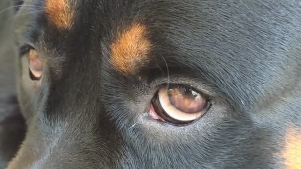 特写镜头拍摄了一只长着黑色毛皮的宠物狗 它可爱的棕色眼睛在周围移动 — 图库视频影像