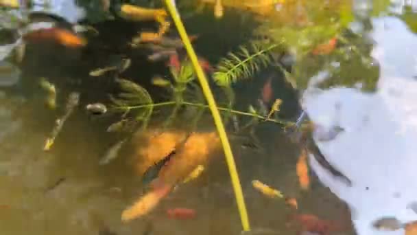 在花园里清澈清澈的池塘里游动着五彩斑斓的小鱼 盘鱼和软绵绵的宠物鱼 池塘里长满了绿色水生植物的叶子 — 图库视频影像