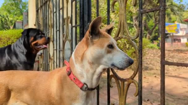 金属製の門の入り口近くに立っている家を守っている警戒犬のクローズアップ — ストック動画