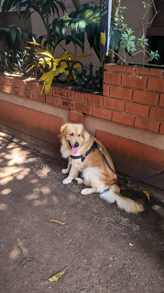 Ein Golden Retriever Hund Der Leine Der Während Der Herbstsaison — Stockfoto