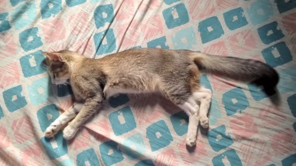 Πάνω Άποψη Ενός Όμορφου Κατοικίδιο Ζώο Tabby Γάτα Ξαπλωμένη Για — Αρχείο Βίντεο