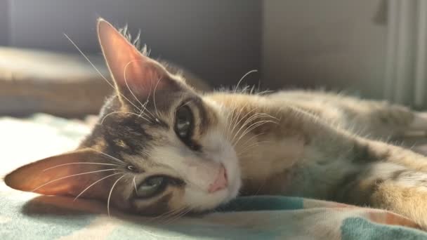 Closeup Ενός Όμορφου Υπνηλία Κατοικίδιο Ζώο Tabby Γάτα Πράσινα Μάτια — Αρχείο Βίντεο