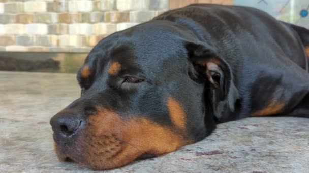 Primer Plano Perro Adulto Negro Rottweiler Mascota Acostado Queitly Suelo — Vídeos de Stock