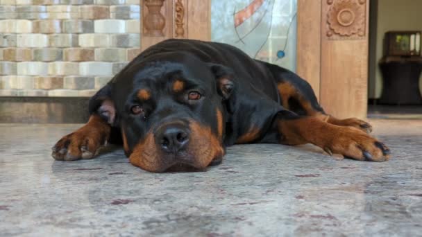 夏の午後に昼寝をしようとして ベランダの床の上にひっそりと横たわっている大人の黒いトロツイラーペットの犬のクローズ — ストック動画