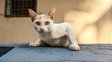 Duvarda duran yeşil gözlü beyaz bir kedi triseps kaslarını esnetiyor ve kameraya yakından bakıyor.