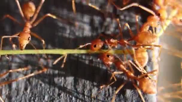 Κοντινή Μακροσκοπική Λήψη Ομάδας Μυρμηγκιών Πορτοκαλί Εργαζομένων Που Κουβαλούσαν Κλαδί — Αρχείο Βίντεο