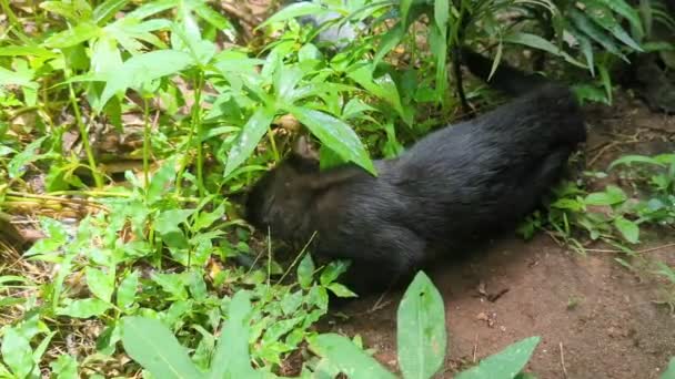 Černá Kočka Pátrající Svém Území Kolem Zelených Rostlin Keřů Poli — Stock video