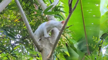 Yeşil yapraklarla kaplı bir ağacın tepesinden aşağı inmeye çalışan beyaz bir kedi. 