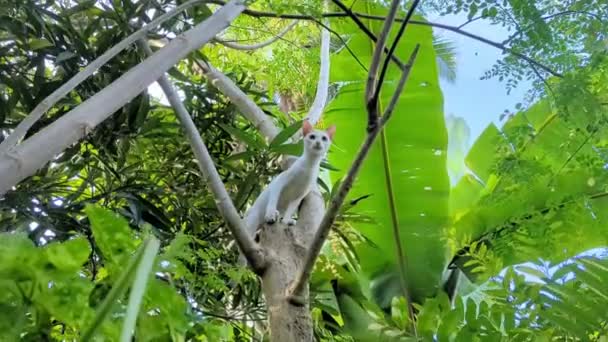 一只漂亮的宠物猫被困住了 想从树枝上爬下 爬到绿叶覆盖的树上 弄糊涂了 — 图库视频影像