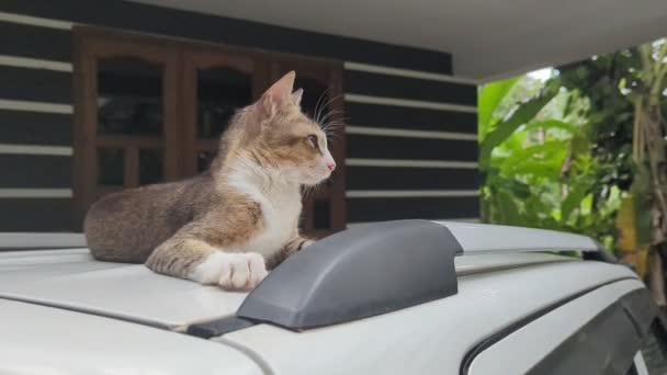 Rozkošná Kočičí Kočka Ležící Střeše Zívajícího Auta — Stock video