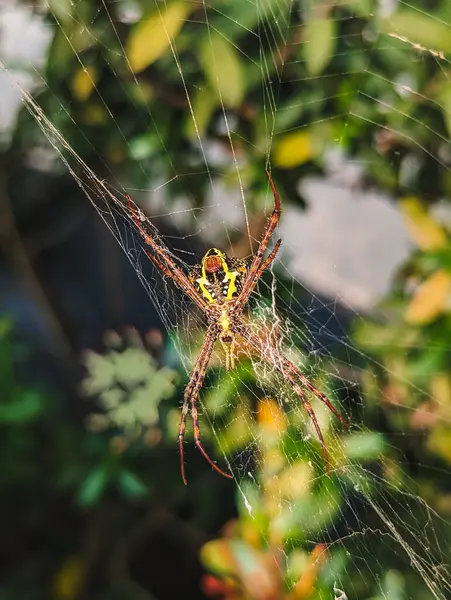 Uma Aranha Grande Com Padrão Amarelo Bonito Sua Barriga Estômago — Fotografia de Stock