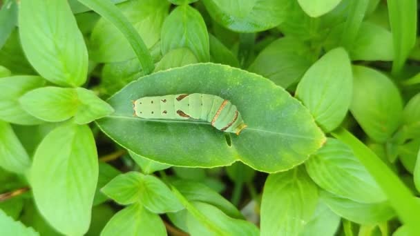 Closeup Pretty Green Caterpillar Crawling Hungry Feeding Garden Leaf Covered — Stock Video