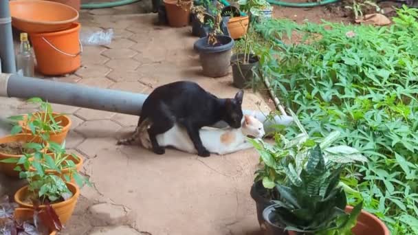 一只家养的黑猫和一只白猫白天在花园里交配 — 图库视频影像