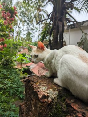 Bahçedeki taş duvarın kenarında oturan güzel beyaz bir kedi. 