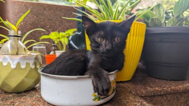 Şirin, siyah bir kedi yavrusu. Güneşli bir günde, kapalı bahçenin taş zemininde bir çiçek kasesinde oturuyor.