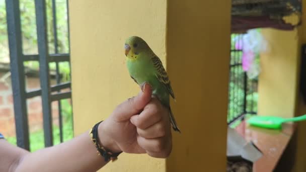 Animale Domestico Budgerigar Pappagallo Uccello Piedi Blalanced Sulla Mano Del — Video Stock