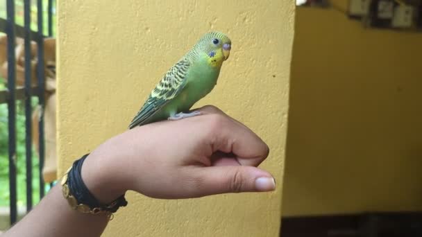 Mascota Periquito Loro Pájaro Pie Balanceado Mano Mujer Entrenadora Propietario — Vídeo de stock