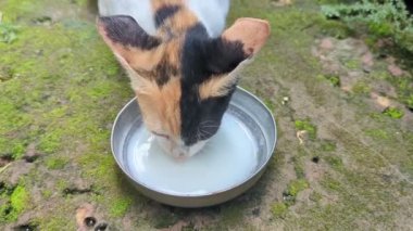 Çok renkli bir kedi yavrusunun, sokak zemininde açlıktan çelik bir kaseden süt yalarken ve içerken görüntüsü. 