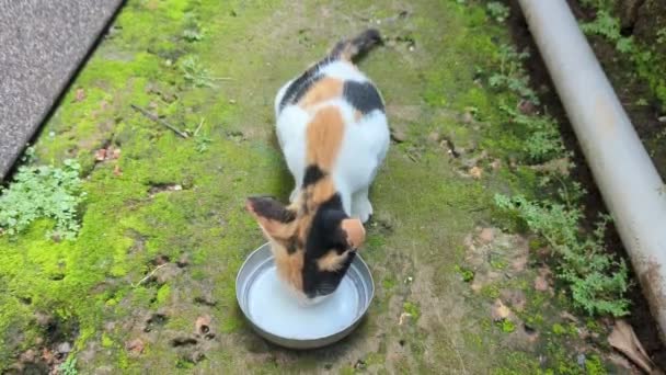 바닥에 그릇에서 우유를 마시는 다채로운 고양이 고양이 — 비디오