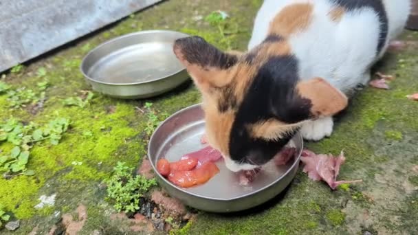 一只有着五颜六色毛皮的饥饿宠物猫的特写镜头 它吃着街边钢板里的红色生肉 — 图库视频影像