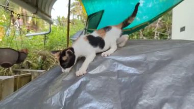 Şakacı bir kedi yavrusu bahçenin bahçesinde yağmur örtüsünden kayıyor ve atlıyor.