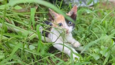 Siyah turuncu renkli sevimli bir kedi yavrusu doğal içgüdüsüyle kameraya saldırıyor ve saldırıyor.